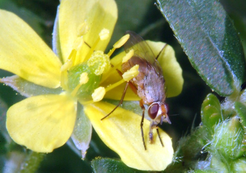 Aricia agestis e Polyommatus icarus